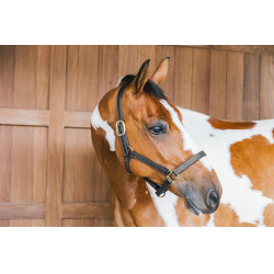 Lederen halster Wellington Kentucky Zwart