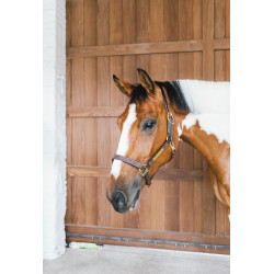 Licol en cuir Wellington Kentucky Brun Marron