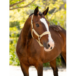 Halster LeMieux Versailles Mimosa Halster LeMieux Versailles Mimosa