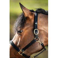 Gebombeerd halster HFI Zwart Gebombeerd halster HFI Zwart