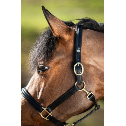 Gebombeerd halster HFI Zwart Gebombeerd halster HFI Zwart