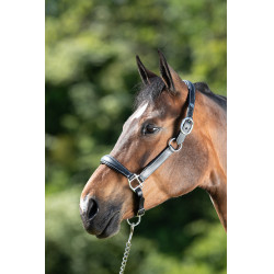 Licol grooming HFI Noir Licol grooming HFI Noir