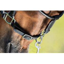 Licol grooming HFI Noir Licol grooming HFI Noir