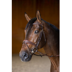 Gecombineerd Hoofdstel Padded HFI Master Bruin