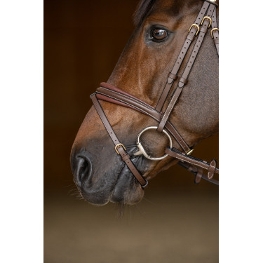 Bridon Combiné Padded HFI Master Marron