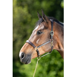 Licol cuir HFI Master coutures crème Marron