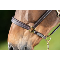 Leren halster HFI Master crèmekleurige stiksels Bruin