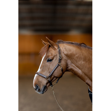 Lederen halster Little Groom HFI Master Bruin