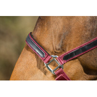 Licol First nylon HFI Master Bordeaux Licol First nylon HFI Master Bordeaux