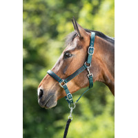 Licol First nylon HFI Master Vert foncé Licol First nylon HFI Master Vert foncé