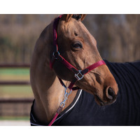 Licol néoprène Smart + longe en nylon HFI Master Bordeaux / marron Licol néoprène Smart + longe en nylon HFI Master Bordeaux / marron