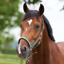 Licol HV Polo Nena Verdure Vert