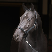 Licol Imperial Riding Rebel Ballerina Violet Licol Imperial Riding Rebel Ballerina Violet