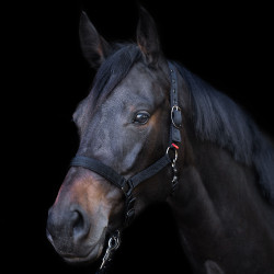 Halster Yearling Imperial Riding Zwart Halster Yearling Imperial Riding Zwart