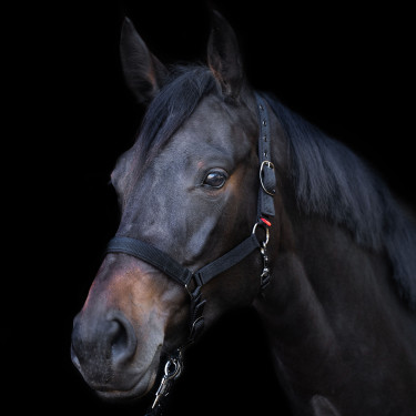 Halster Yearling Imperial Riding Zwart Halster Yearling Imperial Riding Zwart