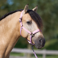 Halster Imperial Riding Sparkle Ballerina Violet