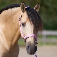 Licol Imperial Riding Sparkle Ballerina Violet Licol Imperial Riding Sparkle Ballerina Violet