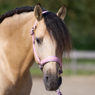 Licol Imperial Riding Sparkle Licol Imperial Riding Sparkle