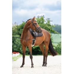 Bridon suédois Covalliero Noir