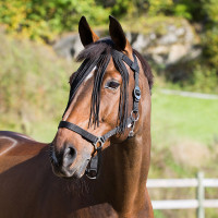 Horze Frontal vliegenfrontriem Zwart