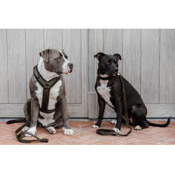 Harnas voor honden Active Teddy Fleece Kentucky Donkergroen Harnas voor honden Active Teddy Fleece Kentucky Donkergroen