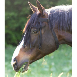 Frontal chasse-mouche Waldhausen autonome Noir Frontal chasse-mouche Waldhausen autonome Noir