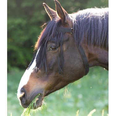 Frontal chasse-mouche Waldhausen autonome Noir Frontal chasse-mouche Waldhausen autonome Noir