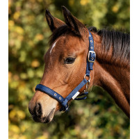 Licol Poulain Waldhausen Confort Bleu foncé