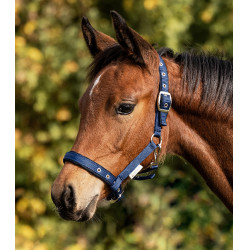 Licol Poulain Waldhausen Confort Bleu foncé