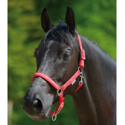 Licol Waldhausen déco Petits chevaux Rouge