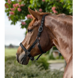 Licol Waldhausen Gloomy Noir Licol Waldhausen Gloomy Noir