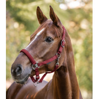 Licol Waldhausen Gloomy Bordeaux Licol Waldhausen Gloomy Bordeaux