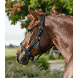 Licol Waldhausen Gloomy Vert sapin