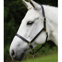 Lederen halster Star Robust Zwart Lederen halster Star Robust Zwart