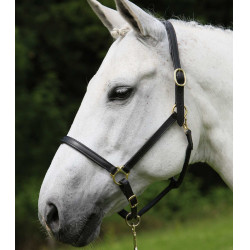 Licol cuir Star Robust Noir