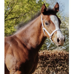 Licol de présentation cuir Star poulain Blanc