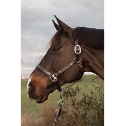 Licol US avec Ajustements Dy'on Working Collection Marron Licol US avec Ajustements Dy'on Working Collection Marron