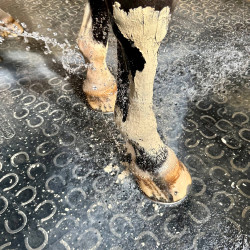 Pâte d'argile Fraicheur & Confort Nutragile Pâte d'argile Fraicheur & Confort Nutragile