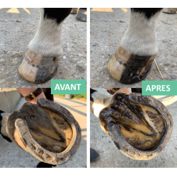 Zalf droge hoef emmer Ekin