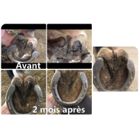 Spray traitant pourriture sole et fourchette Ekin Spray traitant pourriture sole et fourchette Ekin