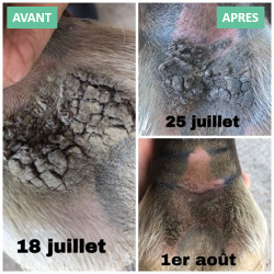 Onguent anti-crevasse du paturon Ekin