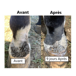 Onguent anti-crevasse du paturon Ekin