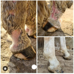 Onguent anti-crevasse du paturon Ekin