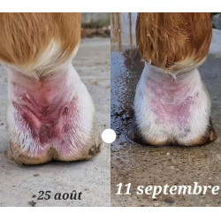 Onguent anti-crevasse du paturon Ekin