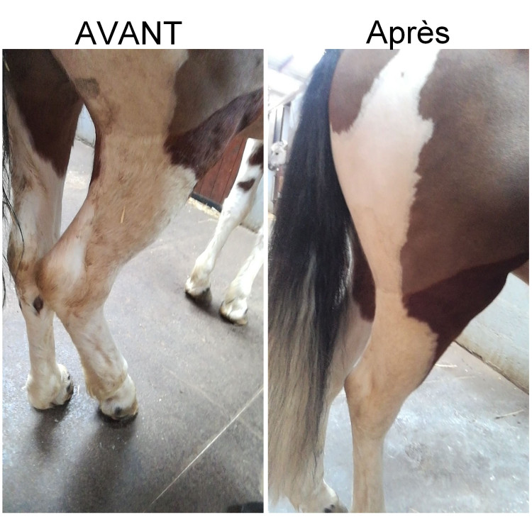 Détachant robe et crin Ekin Détachant robe et crin Ekin