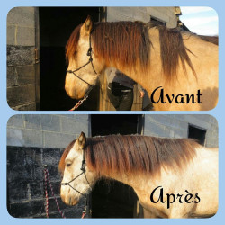 Soin démêlant crin Ekin