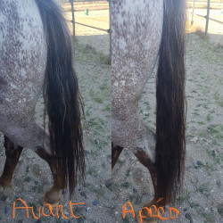 Soin démêlant crin Ekin