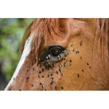 Insectenafweerspray Ekin Insectenafweerspray Ekin