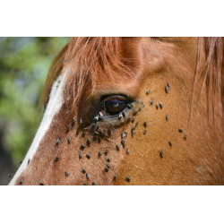 Répulsif insectes tête Ekin Répulsif insectes tête Ekin