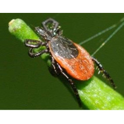 Répulsif insectes tête Ekin Répulsif insectes tête Ekin